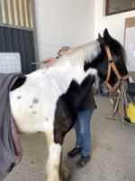 Ponymessen 1