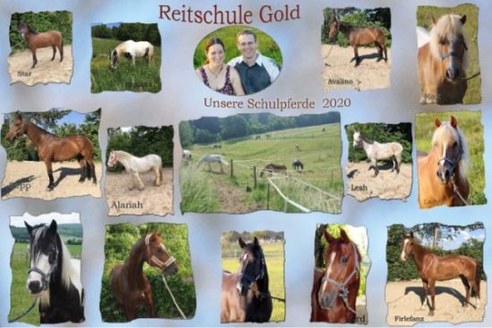 Reitschule Gold Schulpferde